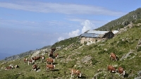 Biodiversità Valli di Lanzo - Guido Teppa - Pascoli e formaggi